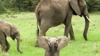 Baby's elephant trying to intimidate the camera man