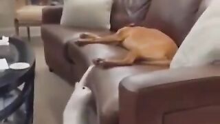 Animals also have a sense of humor!