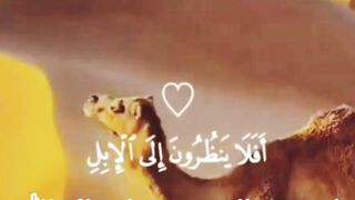 You know how Allah created the camel