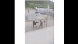 Funniest TIKTOk Dogs and TIKTOK Cats