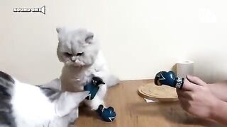 20 Minutes of Adorable Kittens