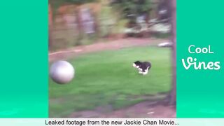 Try Not To Laugh Challenge - Funny Cat & Dog Vines compilation 2017 29