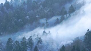 White Fog