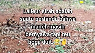 ayam broiler || kata kata lucu 591