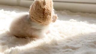 a cat as cute as a cloud