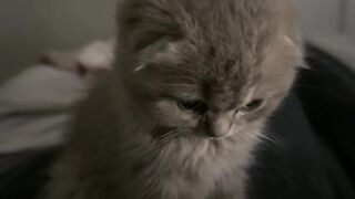cute little cat 2