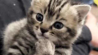 very cute cat 2
