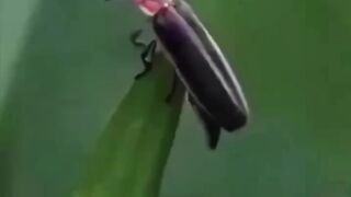 animal 56