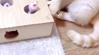 funny cat 119