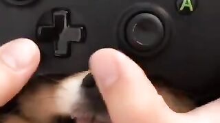 dog being played with 2