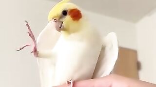 Je chante