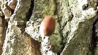 La nature nourrit