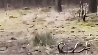 Étrange nature 2