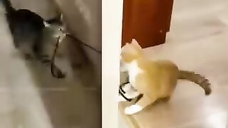 Les chats s'amusent
