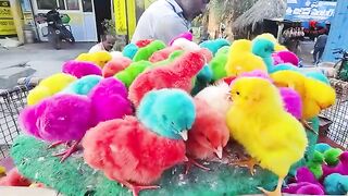 Cute hen baby /cute chicks/lovely hen baby