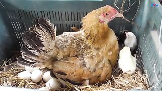 Baby hen /cute baby hen/hen chiks baby