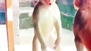 Singes découvrant miroir
