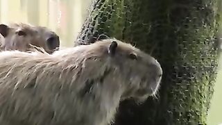 Capybaras