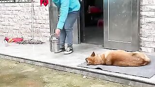 Client intelligent