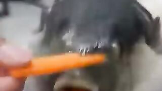 Le poisson boule