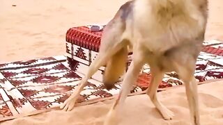 اللى يعاشر الديب