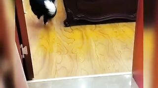 ????????????smart_dog_stole_money_????_for_a_pal_????_#shots_#sub_#tiktok_#bulldog_#trending_#dogs_#funny_#terrier(