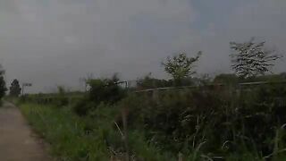 After the accident, the mother cat was left on the side of the road, her cubs were scared and crying