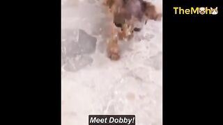 Transformasi Ajaib dari Anak Kucing Kurus yang Berlari ke Pintu Meminta Makanan