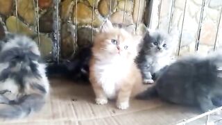 Makanan kucing untuk kucing yang bisa bikin kucing gemuk