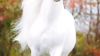 White Horse 3