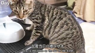 Bagaimana anak kucing tumbuh besar: dari usia 0 hari - 1 tahun!