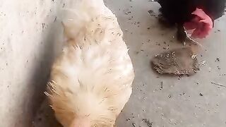 Bantam buff bantam