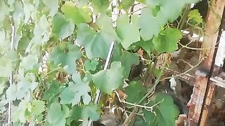 Green petals ll leaves