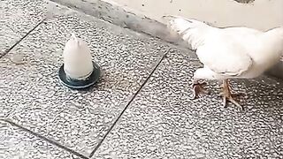 White white red red 2