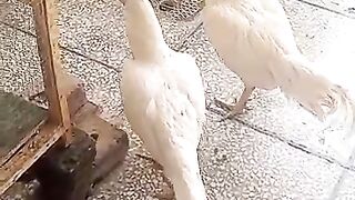 Three two seven