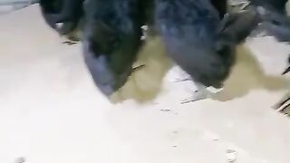 Black chicken ll chicken black
