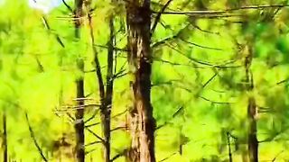 status,status video,status song,status whatsap,beast song,good song,video,natural