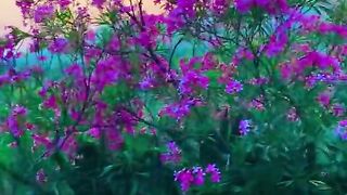 status,status video,status song,status whatsap,beast song,good song,video,natural