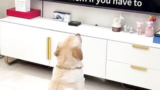 Funny guy gets
