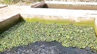 Air kolam HITAM gak masalah yang penting ikan lele sehat makan lahap dan air kolam tidak bau