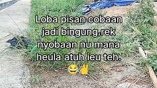 ayam broiler || kata kata lucu 608