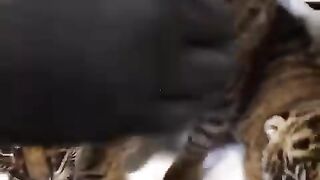 animalshorts_#healing_#rescue_#shortvideo_#cute_#animals_#(480p).