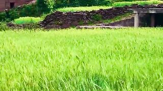 1480,status,status video,status song,status whatsap,beast song,good song,video,natural