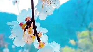 status,status video,status song,status whatsap,beast song,good song,video,natural