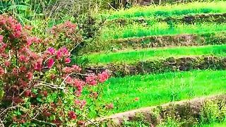 status,status video,status song,status whatsap,beast song,good song,video,natural