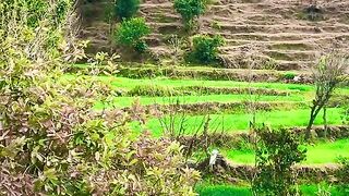 status,status video,status song,status whatsap,beast song,good song,video,natural