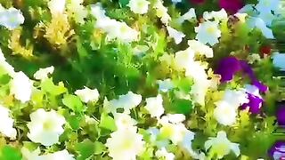 status,status video,status song,status whatsap,beast song,good song,video,natural