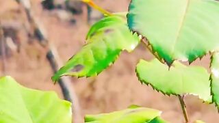 status,status video,status song,status whatsap,beast song,good song,video,natural
