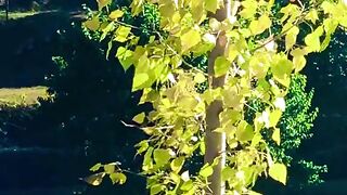status,status video,status song,status whatsap,beast song,good song,video,natural