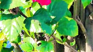 status,status video,status song,status whatsap,beast song,good song,video,natural
